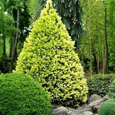 Ель РЕЙНБОУЗ ЭНД сизая  Ель РЕЙНБОУЗ ЭНД сизая в Химках