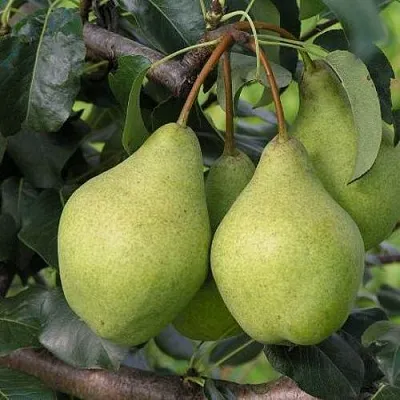 Груша ОРЛОВСКАЯ ЛЕТНЯЯ в Химках