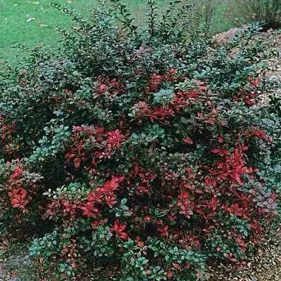 Барбарис РЕД ДЖЕВЕЛ средний  в Химках