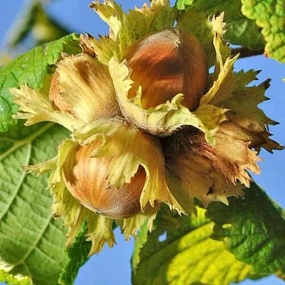 Фундук ТОНДА РОМАНА в Химках