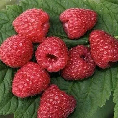 Малина ЗЮГАНА  Малина ЗЮГАНА в Химках