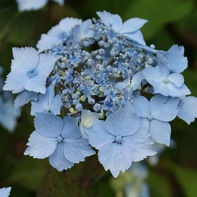 Гортензия БЛЮ ДЕКЛ пильчатая  Гортензия БЛЮ ДЕКЛ пильчатая в Химках