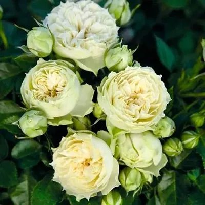 Саженцы роз БЛАНШЕТТ спрей  Саженцы роз БЛАНШЕТТ спрей в Химках