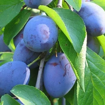 Слива ПЕРДРИГОН  Слива ПЕРДРИГОН в Химках