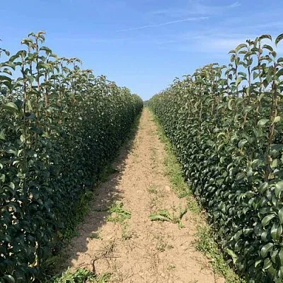 Саженцы почтой и ТК  Саженцы почтой и ТК в Химках