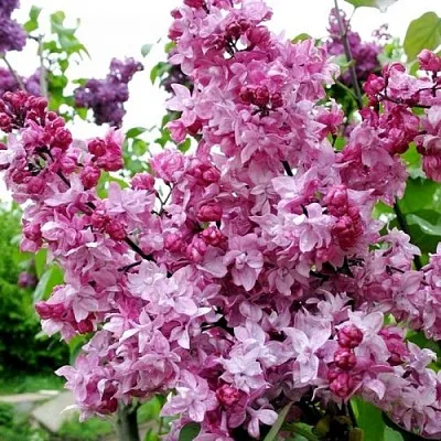 Сирень ОЛИМПИАДА КОЛЕСНИКОВА в Химках