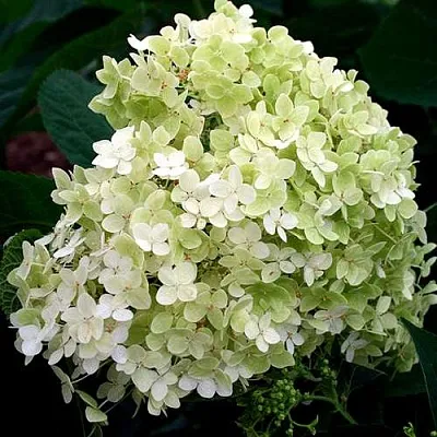 Гортензия СТЕРИЛИС древовидная   Гортензия СТЕРИЛИС древовидная  в Химках