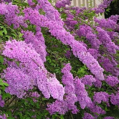 Сирень КИТАЙСКАЯ в Химках