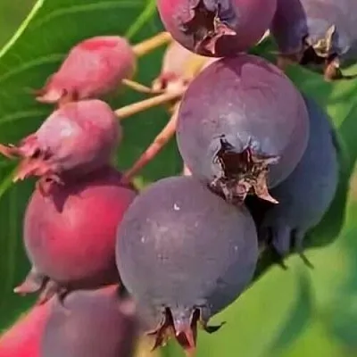 Ирга MANDAN  Ирга MANDAN в Химках