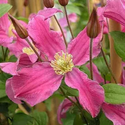 Клематис ИНСПИРЕЙШН ЗОЙН  Клематис ИНСПИРЕЙШН ЗОЙН в Химках