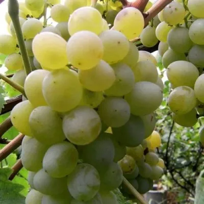 Виноград ТАЛИСМАН в Химках