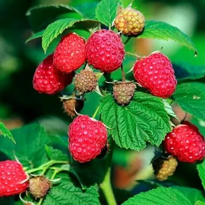 Малиновое дерево  Малиновое дерево в Химках