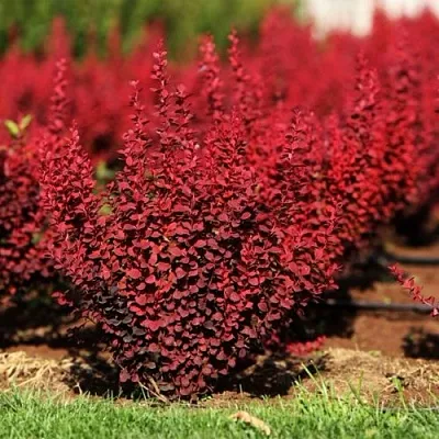 Барбарис ОРАНЖ РОКЕТ тунберга в Химках