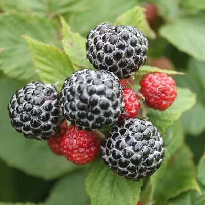 Черная  Черная в Химках