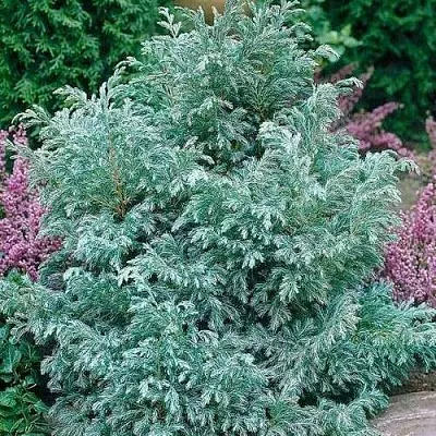 Кипарисовик БУЛЕВАРД горохоплодный  Кипарисовик БУЛЕВАРД горохоплодный в Химках