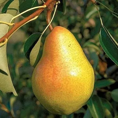 Груша ВЕЛЕСА в Химках