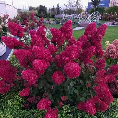 Гортензия САМАРСКАЯ ЛИДИЯ метельчатая  Гортензия САМАРСКАЯ ЛИДИЯ метельчатая в Химках