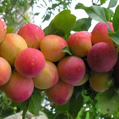 Слива СКОРОПЛОДНАЯ  Слива СКОРОПЛОДНАЯ в Химках