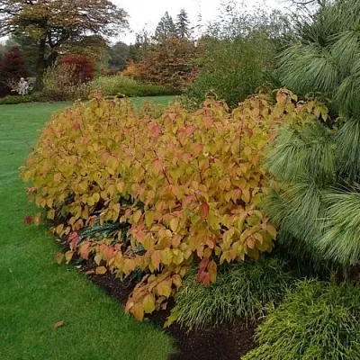 Дерен  АННА ВИНТЕР ОРАНЖ кроваво-красный    Дерен  АННА ВИНТЕР ОРАНЖ кроваво-красный   в Химках