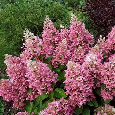 Гортензия ПИНКИ ВИНКИ метельчатая  Гортензия ПИНКИ ВИНКИ метельчатая в Химках