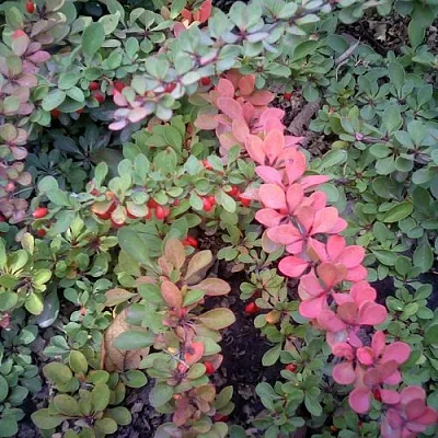 Барбарис ГРИН КАРПЕТ тунберга в Химках