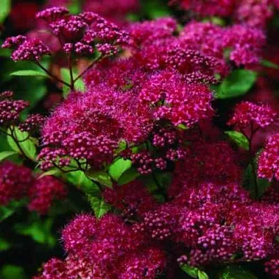 Спирея АНТОНИ ВАТЕРЕР японская в Химках