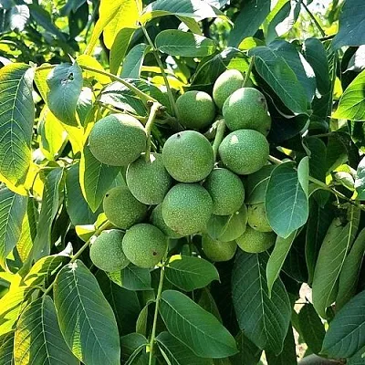 Грецкий орех  ИЗЯЩНЫЙ в Химках