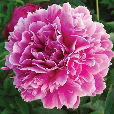 Пион ПУРПУРНАЯ ФЕЕРИЯ травянистый  Пион ПУРПУРНАЯ ФЕЕРИЯ травянистый в Химках