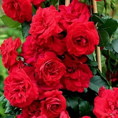 Саженцы роз АМАДЕУС плетистая  Саженцы роз АМАДЕУС плетистая в Химках