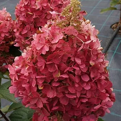 Гортензия КАНДЕЛАЙТ метельчатая  Гортензия КАНДЕЛАЙТ метельчатая в Химках