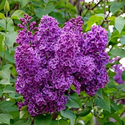 Сирень СУМЕРКИ  Сирень СУМЕРКИ в Химках