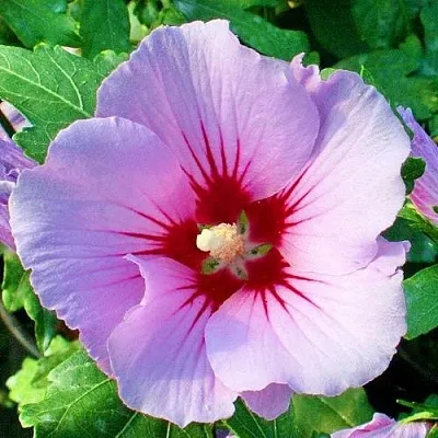 Гибискус ПИНК ФЛИРТ сирийский  Гибискус ПИНК ФЛИРТ сирийский в Химках