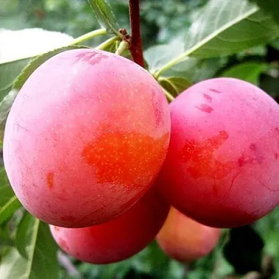 Слива КОМЕТА  Слива КОМЕТА в Химках