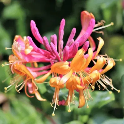 Жимолость ГЕКРОТА в Химках