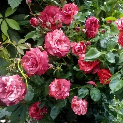 Саженцы роз БРАУНИ плетистая — описание сорта Саженцы роз БРАУНИ плетистая в Химках