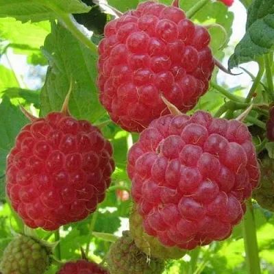 Малина НОВОСТЬ КУЗЬМИНА   Малина НОВОСТЬ КУЗЬМИНА  в Химках