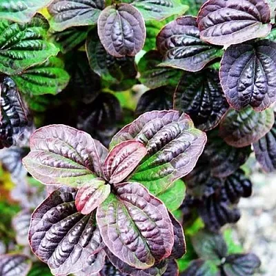 дерен КОМПРЕССА кроваво-красный  дерен КОМПРЕССА кроваво-красный в Химках