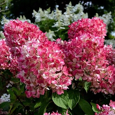 Гортензия ПИНК ДАЙМОНД метельчатая  Гортензия ПИНК ДАЙМОНД метельчатая в Химках