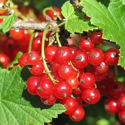 Смородина красная РАЧКОВСКАЯ в Химках