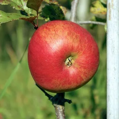 Яблоня ДЫЯМЕНТ в Химках