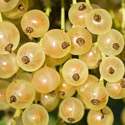 Смородина белая СМОЛЬЯНИНОВСКАЯ в Химках