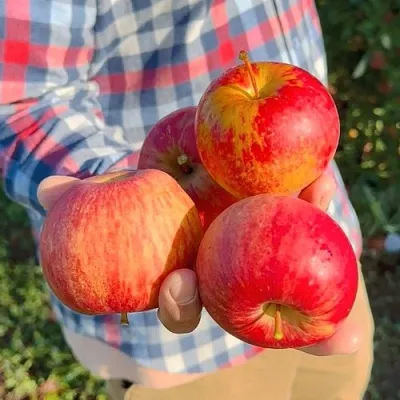 Яблоня КРАСАВИТА в Химках