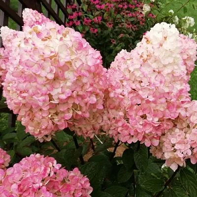 Гортензия МЭДЖИКАЛ КЭНДЛ метельчатая  Гортензия МЭДЖИКАЛ КЭНДЛ метельчатая в Химках