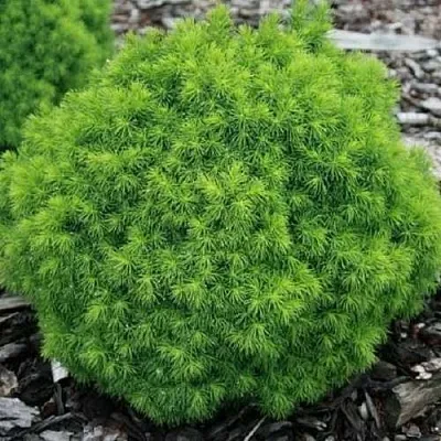 Ель АЛЬБЕРТА ГЛОБ сизая  Ель АЛЬБЕРТА ГЛОБ сизая в Химках