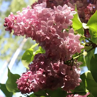 Сирень МЕДОВЫЙ СПАС в Химках