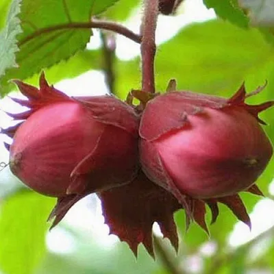 Фундук АЙВЕНГО в Химках