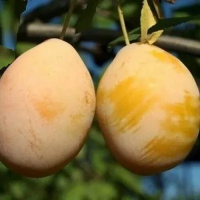 Слива ВАШИНГТОН  Слива ВАШИНГТОН в Химках