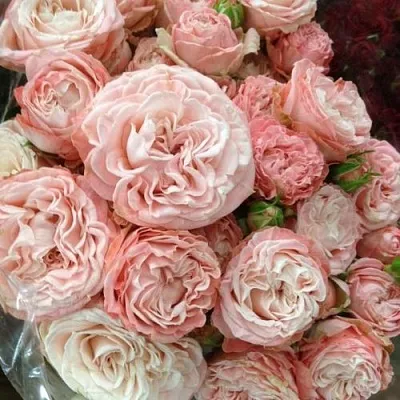 Саженцы роз МАДАМ БОМБАСТИК спрей  Саженцы роз МАДАМ БОМБАСТИК спрей в Химках