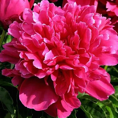 Пион ВИКТУАР ДЕ ЛА МАРН травянистый  Пион ВИКТУАР ДЕ ЛА МАРН травянистый в Химках