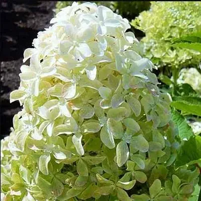 Гортензия МЭДЖИКАЛ ЛАЙМ СПАРКЛ метельчатая  Гортензия МЭДЖИКАЛ ЛАЙМ СПАРКЛ метельчатая в Химках